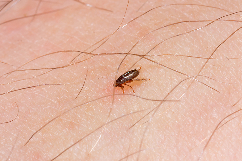 Flea Pest Control in Wakefield West Yorkshire